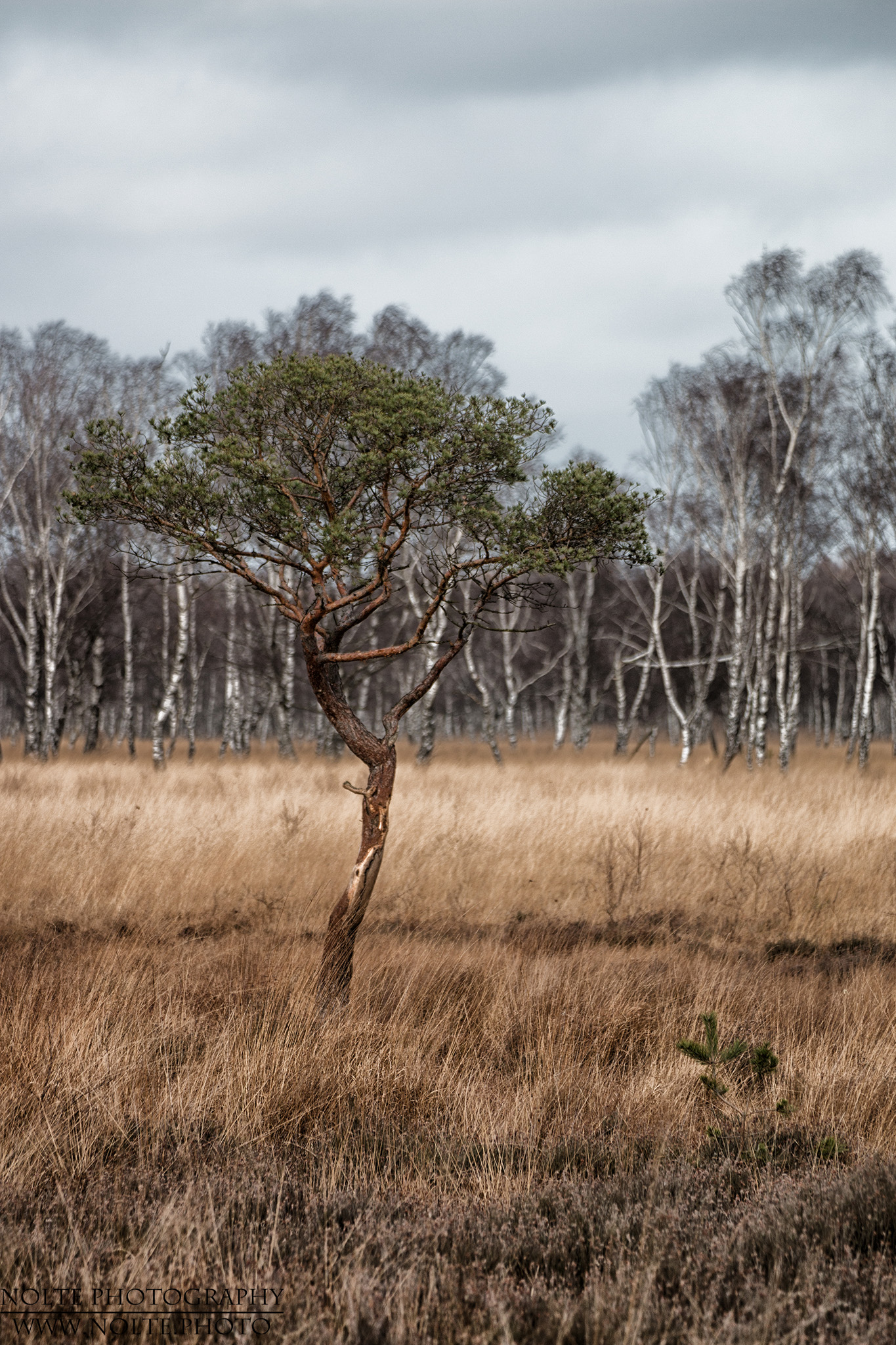 Bäume Und Sträucher